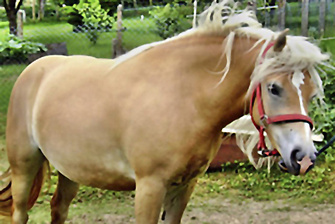 Vorsicht? Vorsichtiges Pferd