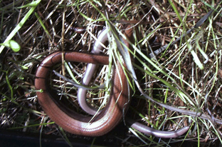 Blindschleiche Blindschleiche