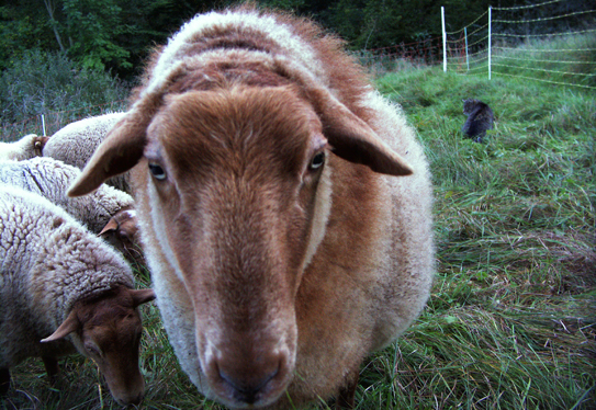 Schafbock Horst kannte und mochte mich gut, ebenso wie seine Artgenossen Schafbock Horst kannte und mochte mich gut, ebenso wie seine Artgenossen