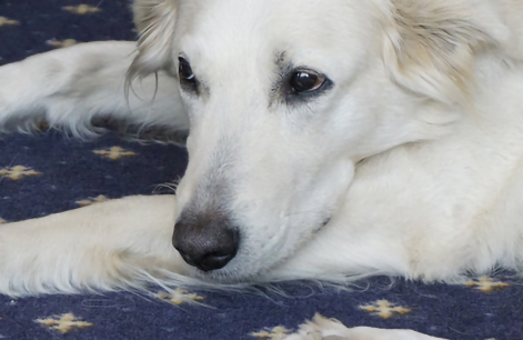 Kein ausgebildeter Therapiehund, aber durchaus geeignet Kein ausgebildeter Therapiehund, aber durchaus geeignet