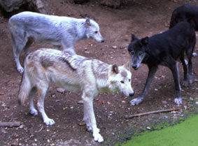Wölfe im Zoo Basel Wölfe im Zoo Basel